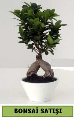 Bonsai japon a�ac� sat���  T�rkiye cicekciler , cicek siparisi 