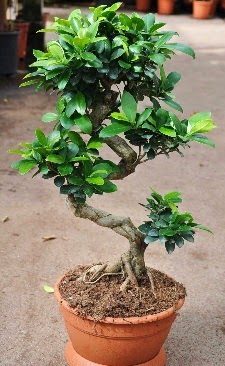 Orta boy bonsai saks� bitkisi  T�rkiye ucuz �i�ek g�nder 