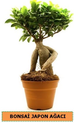 Bonsai japon a�ac� sat���  T�rkiye cicekciler , cicek siparisi 