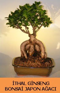 �thal japon a�ac� ginseng bonsai sat���  T�rkiye �i�ek ma�azas� , �i�ek�i adresleri 