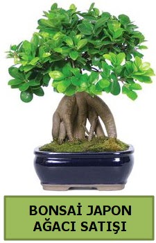 Bonsai japon a�ac� sat���  T�rkiye �i�ek yolla , �i�ek g�nder , �i�ek�i  