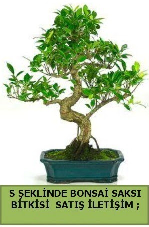 �thal S �eklinde dal e�rili�i bonsai sat���  T�rkiye yurti�i ve yurtd��� �i�ek sipari�i 