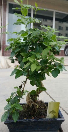Bonsai japon a�ac� saks� bitkisi  T�rkiye hediye �i�ek yolla 