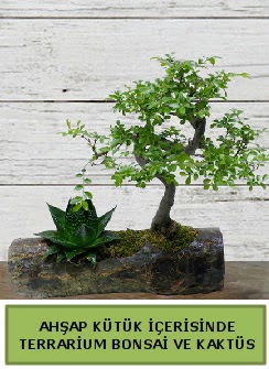 Ah�ap k�t�k bonsai kakt�s teraryum  T�rkiye ucuz �i�ek g�nder 
