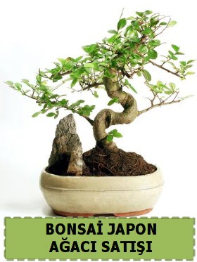 Bonsai japon  a�ac� sat��� Minyat�r �thal  T�rkiye ucuz �i�ek g�nder 