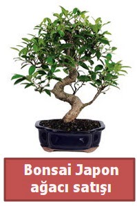 Japon aac bonsai sat  Trkiye ieki telefonlar 