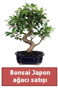 Japon a�ac� bonsai sat���  T�rkiye �i�ek�i telefonlar� 