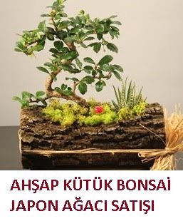 Ah�ap k�t�k i�erisinde bonsai ve 3 kakt�s  T�rkiye �i�ek g�nderme 