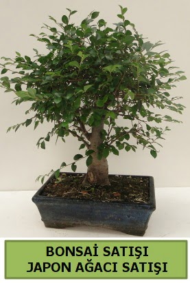 Minyatr bonsai japon aac sat  Trkiye kaliteli taze ve ucuz iekler 