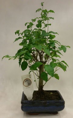 Minyatr bonsai japon aac sat  Trkiye online ieki , iek siparii 