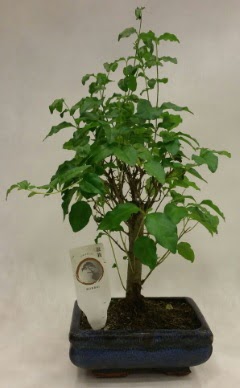Minyat�r bonsai japon a�ac� sat���  T�rkiye online �i�ek�i , �i�ek sipari�i 