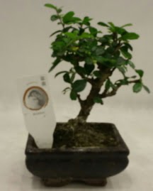 Kk minyatr bonsai japon aac  Trkiye yurtii ve yurtd iek siparii 