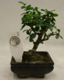 K���k minyat�r bonsai japon a�ac�  T�rkiye yurti�i ve yurtd��� �i�ek sipari�i 
