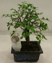 Minyatr ithal japon aac bonsai bitkisi  Trkiye iek yolla , iek gnder , ieki  