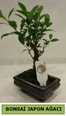 Bonsai japon a�ac� saks� bitkisi  T�rkiye cicekciler , cicek siparisi 
