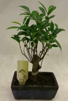 Japon aac bonsai bitkisi sat  Trkiye online ieki , iek siparii 