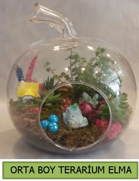 Orta boy terarium elma 5 kakt�s  T�rkiye uluslararas� �i�ek g�nderme 