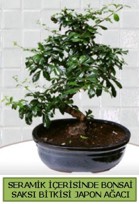 Seramik vazoda bonsai japon a�ac� bitkisi  T�rkiye �i�ek�i telefonlar� 