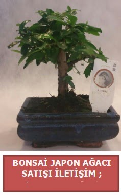 Japon a�ac� minya�r bonsai sat���  T�rkiye �i�ek yolla , �i�ek g�nder , �i�ek�i  