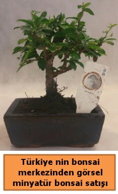 Japon aac bonsai sat ithal grsel  Trkiye gvenli kaliteli hzl iek 