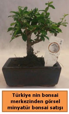 Japon a�ac� bonsai sat��� ithal g�rsel  T�rkiye g�venli kaliteli h�zl� �i�ek 