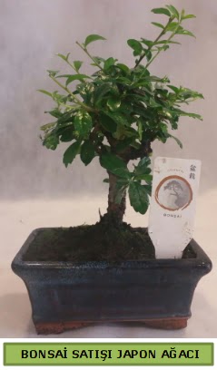 Minyat�r bonsai a�ac� sat���  T�rkiye yurti�i ve yurtd��� �i�ek sipari�i 
