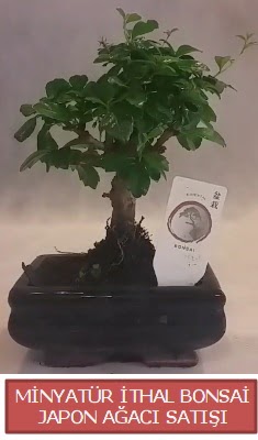 Kk grsel bonsai japon aac bitkisi  Trkiye nternetten iek siparii 