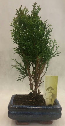 SINIRLI SAYIDA �R�N Selvi Bonsai  T�rkiye �i�ek ma�azas� , �i�ek�i adresleri 