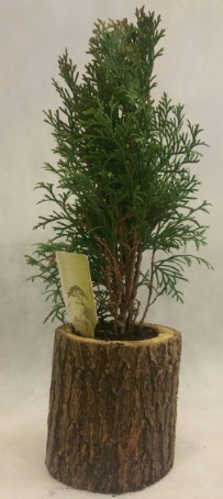 SINIRLI STOK Selvi Bonsai Do�al k�t�kte  T�rkiye �i�ek ma�azas� , �i�ek�i adresleri 