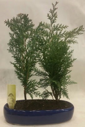 SINIRLI SAYIDA Selvi A�ac� bonsai ikili  T�rkiye online �i�ek�i , �i�ek sipari�i 