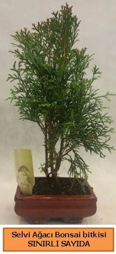 Selvi a�ac� bonsai japon a�ac� bitkisi  T�rkiye �i�ek yolla , �i�ek g�nder , �i�ek�i  