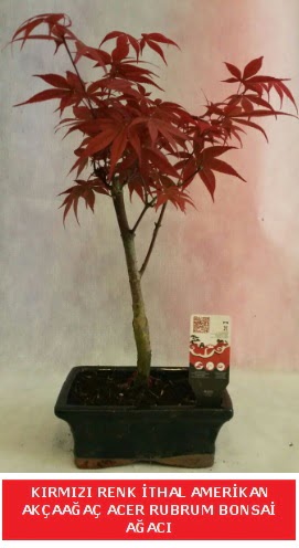 �THAL ACER RUBRUM BONSA� A�ACI  T�rkiye kaliteli taze ve ucuz �i�ekler 
