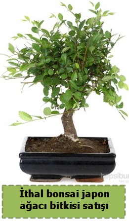 �thal bonsai saks� �i�e�i Japon a�ac� sat���  T�rkiye �i�ek ma�azas� , �i�ek�i adresleri 