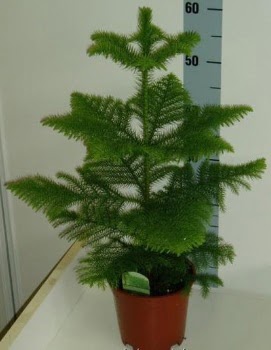 60 cm Salon �am� araucaria heterophylla  T�rkiye yurti�i ve yurtd��� �i�ek sipari�i 
