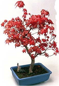 Amerikan ak�aa�a� bonsai bitkisi  T�rkiye g�venli kaliteli h�zl� �i�ek 