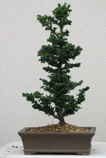 �am a�ac� bonsai bitkisi sat���  T�rkiye online �i�ek�i , �i�ek sipari�i 
