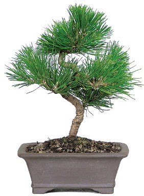 �am a�ac� bonsai japon a�ac� bitkisi  T�rkiye yurti�i ve yurtd��� �i�ek sipari�i 