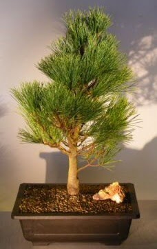 am aac japon aac bitkisi bonsai  Trkiye online ieki , iek siparii 