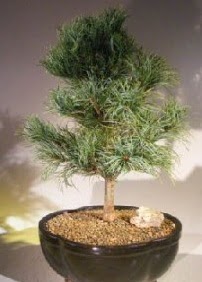 �am a�ac� bonsai bitkisi sat���  T�rkiye �i�ek g�nderme sitemiz g�venlidir 