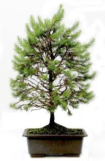 *** STOKTA YOK - �am a�ac� bonsai bitkisi sat���  T�rkiye internetten �i�ek sat��� 