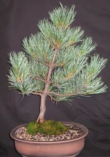 Bonsai �am a�ac� japon a�ac� bitkisi  T�rkiye �i�ek�i telefonlar� 