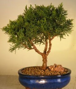 Servi �am bonsai japon a�ac� bitkisi  T�rkiye g�venli kaliteli h�zl� �i�ek 