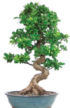 Yakla��k 70 cm y�ksekli�inde ithal bonsai  T�rkiye online �i�ek�i , �i�ek sipari�i 