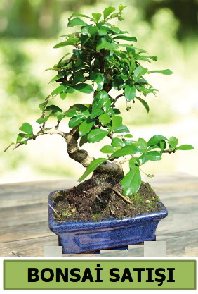 am bonsai japon aac sat  Trkiye iek yolla , iek gnder , ieki  