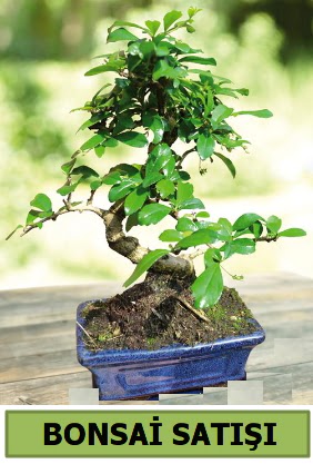 �am bonsai japon a�ac� sat���  T�rkiye �i�ek yolla , �i�ek g�nder , �i�ek�i  