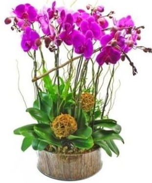 Ahap ktkte lila mor orkide 8 li  Trkiye iek sat 