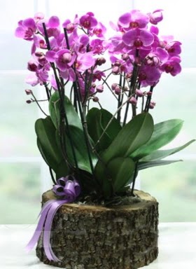 Ktk ierisinde 6 dall mor orkide  Trkiye iek gnderme sitemiz gvenlidir 