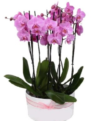 Beyaz seramik ierisinde 7 dall mor orkide  Trkiye online ieki , iek siparii 