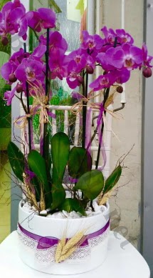 Seramik vazoda 4 dall mor lila orkide  Trkiye ieki maazas 