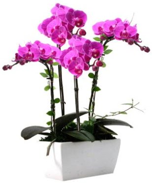 Seramik vazo ierisinde 4 dall mor orkide  Trkiye iek yolla , iek gnder , ieki  
